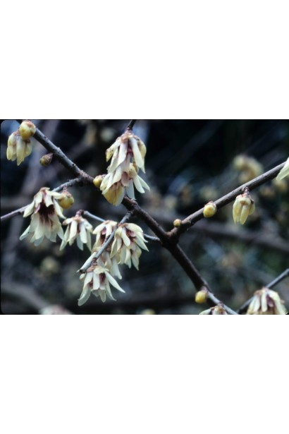 Хімонант ранній опис